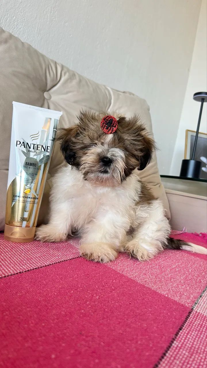Shih tzu - Foto 4