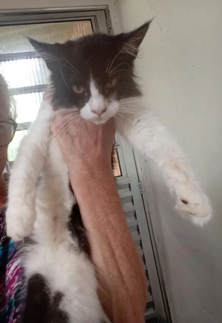 Filhote fêmea de Maine Coom  - Foto 2