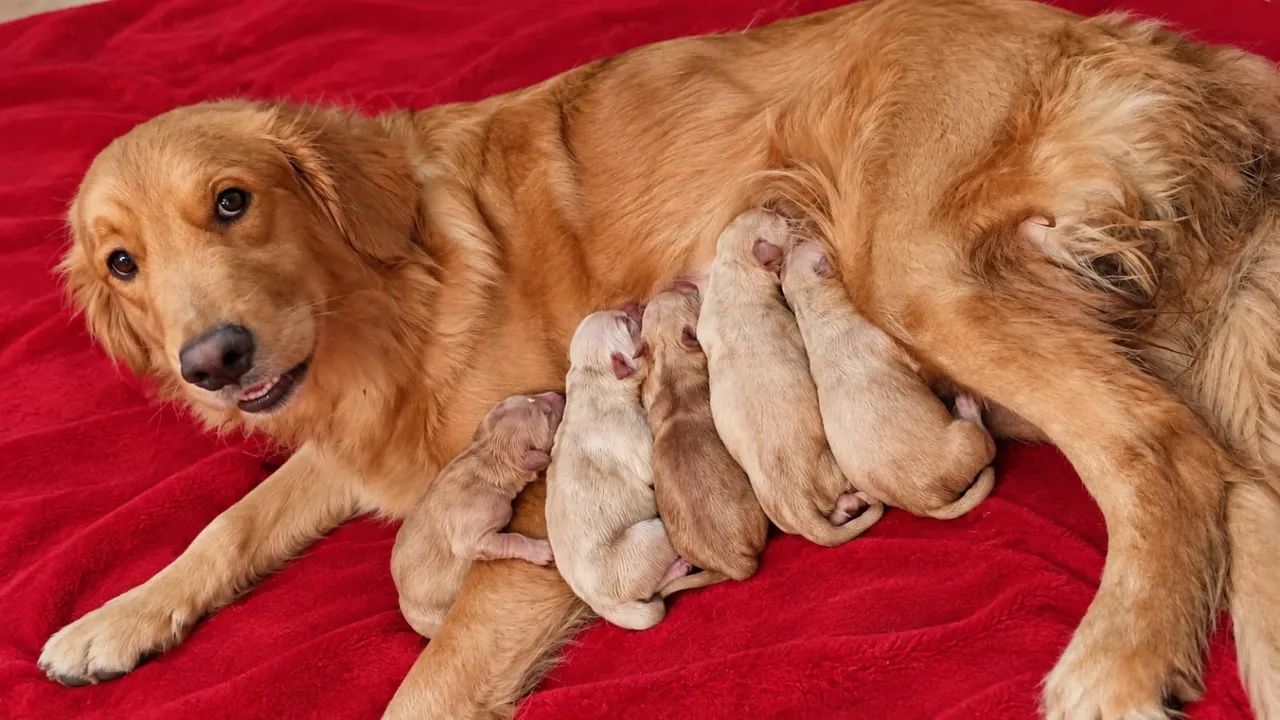 Golden retriever - Foto 2