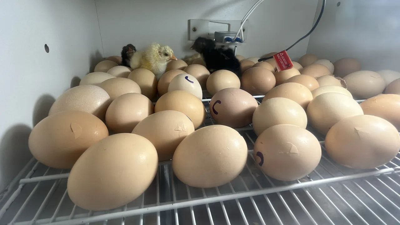 Pintinhos caipira  - Foto 4