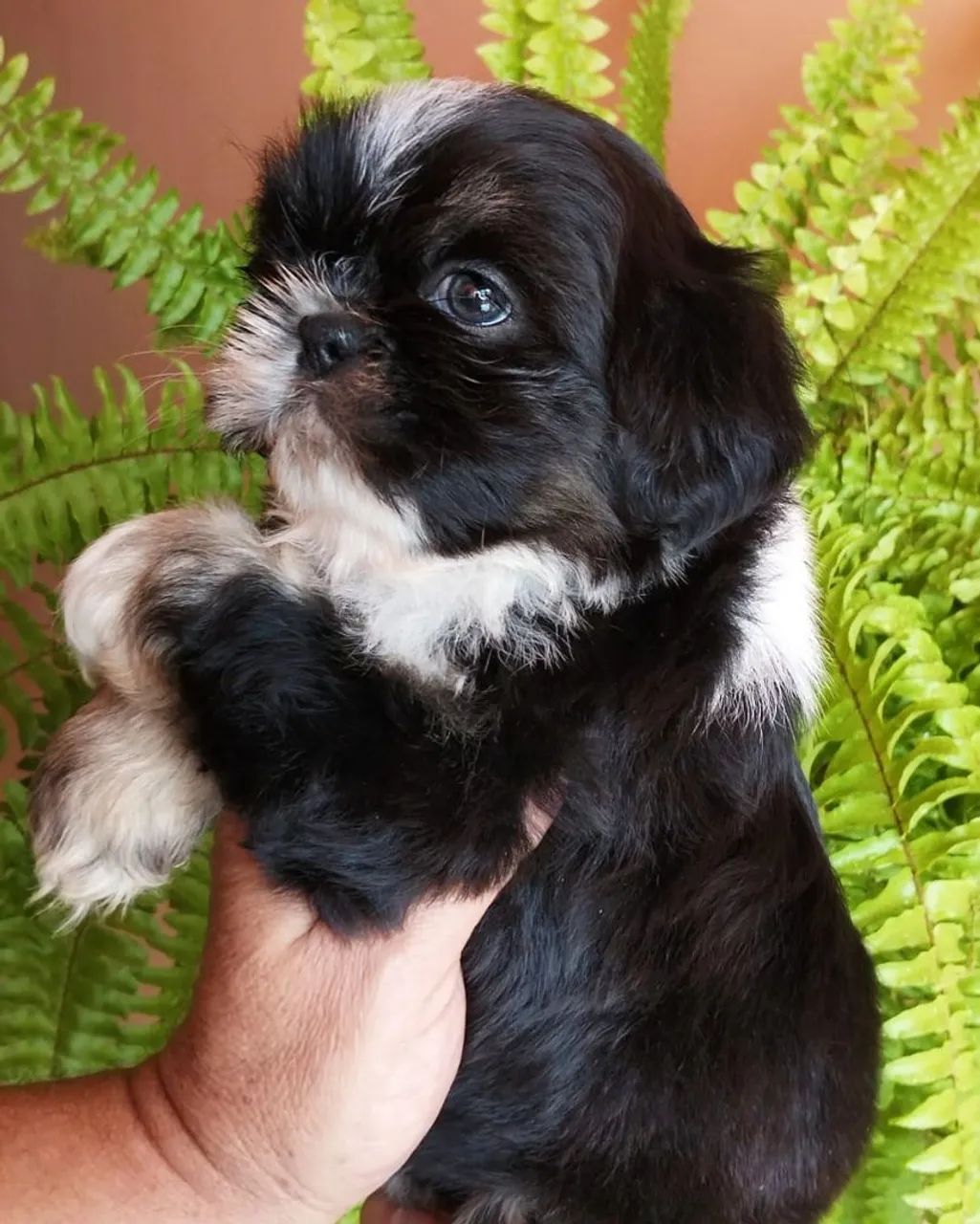 Shihtzu macho