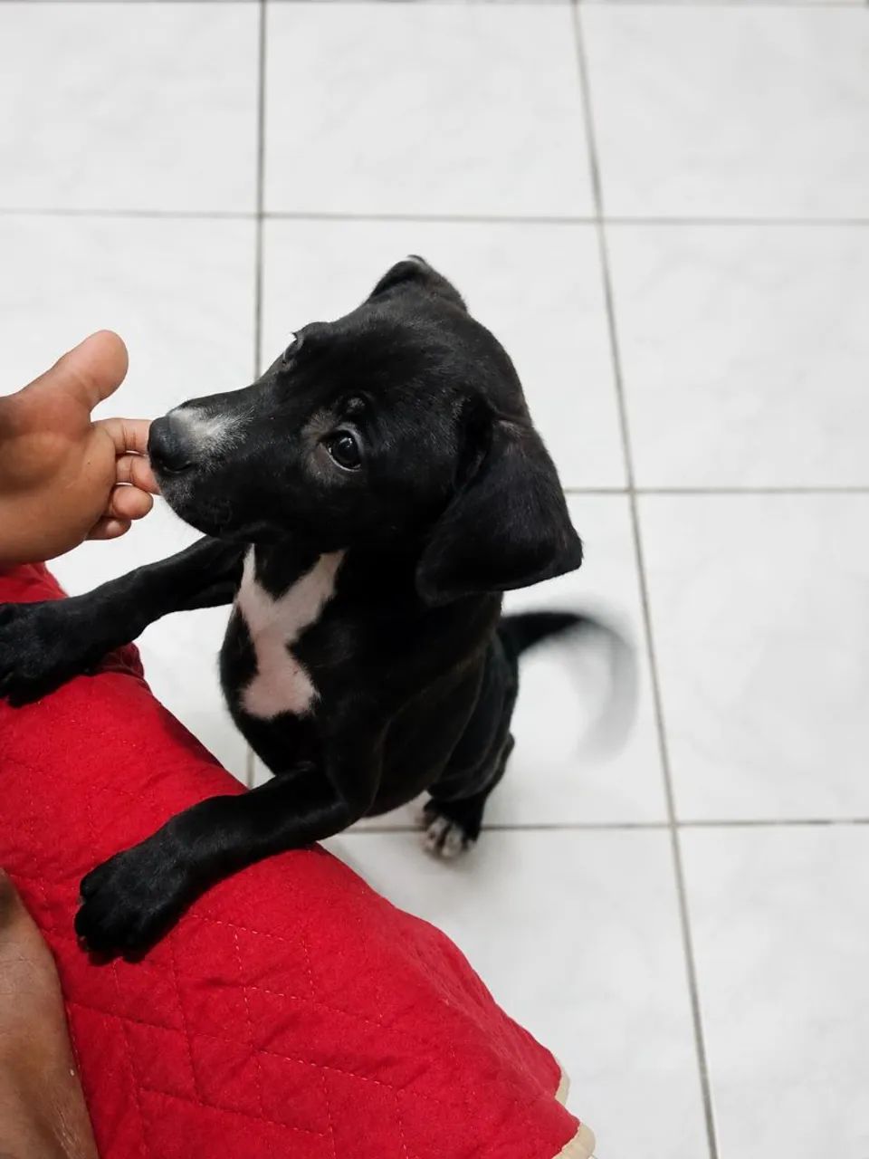 Doação  - Foto 4
