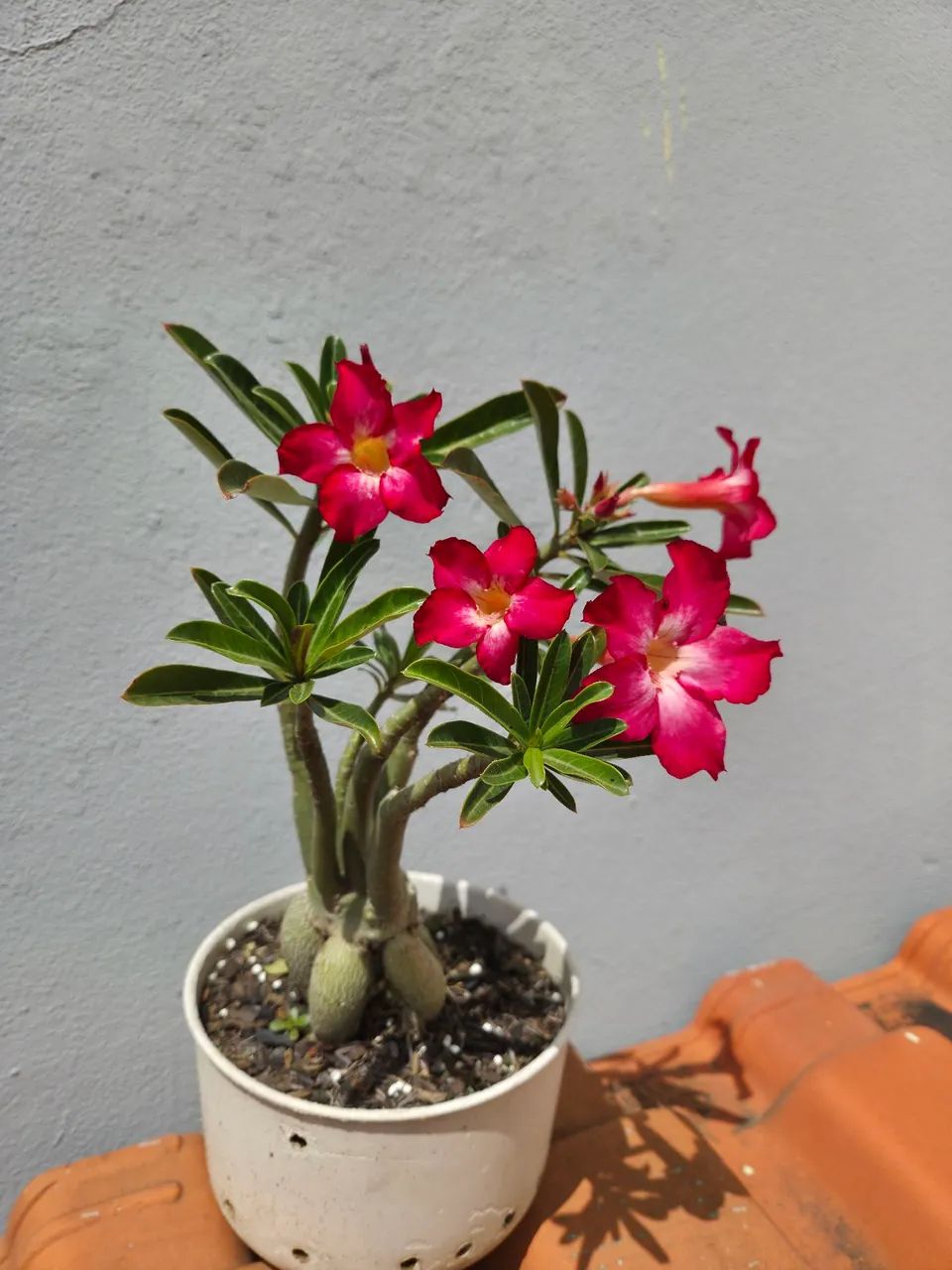Rosa do Deserto