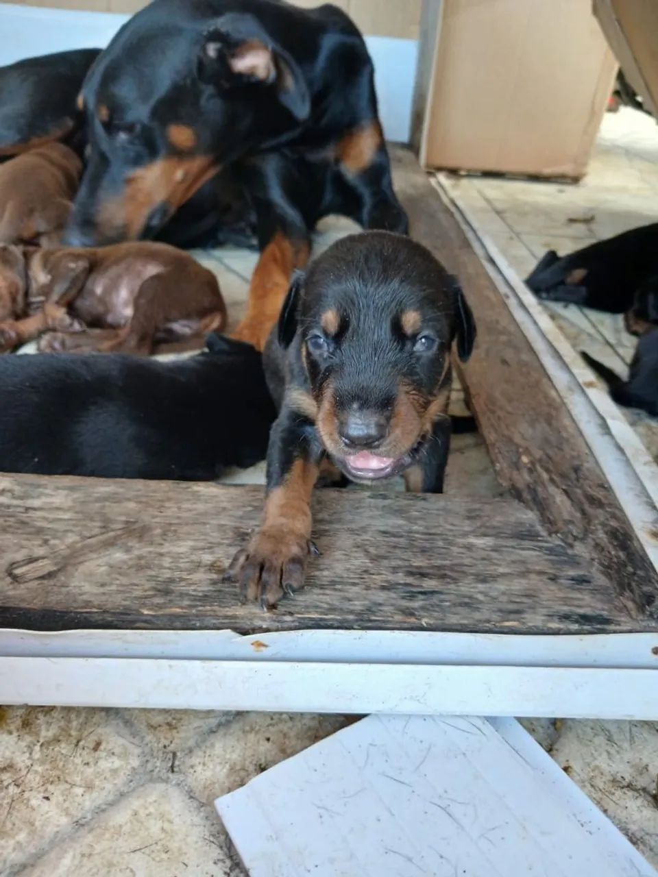 Filhotes de doberman  - Foto 2