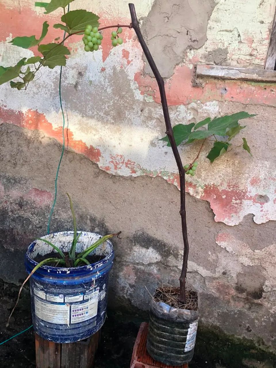 Mudas de uvas vitória em produção cel. *30... - Foto 4