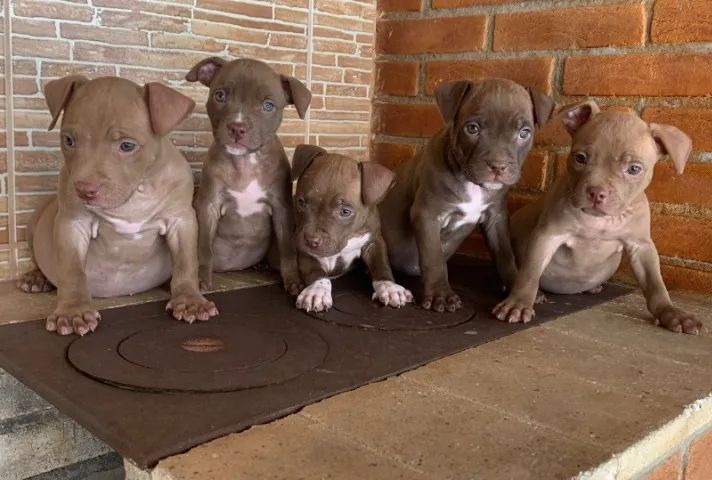 Pitbull Macho com Pedigree - Saúde, Segurança e Procedência
