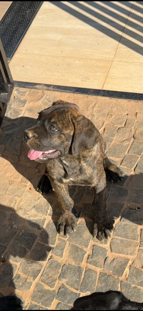 Filhote Cane Corso  - Foto 4