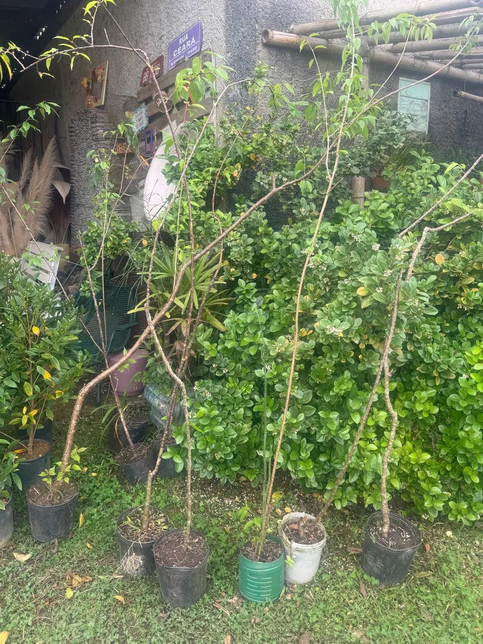 Cerejeira Japonesa (Sakura) Mudas - Foto 2