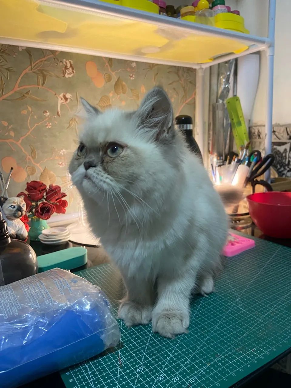 Gato Persa Macho - Foto 2