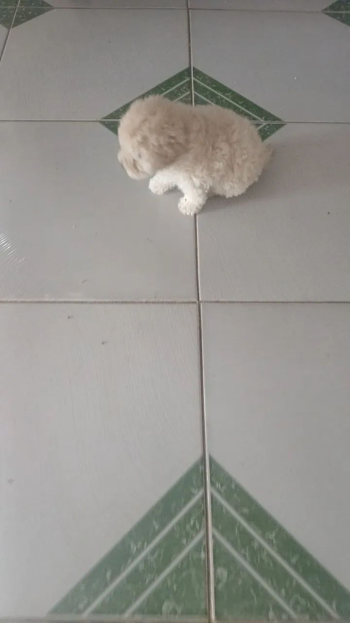 Cachorro - Foto 5