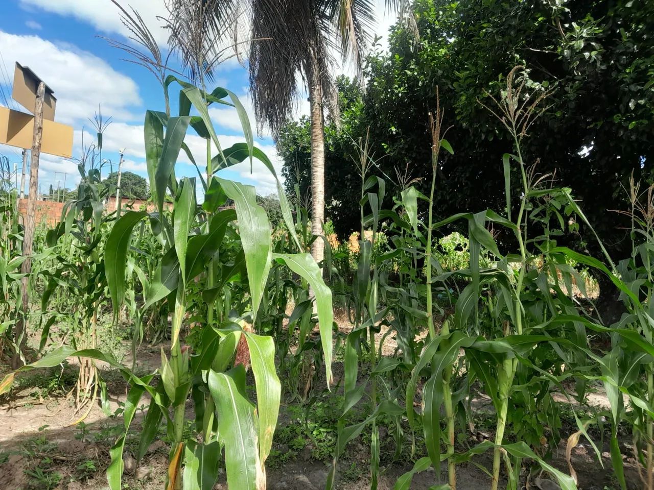 LOTE À VENDA POVOADO ESTREITO EM CAPELA/SE - Foto 3