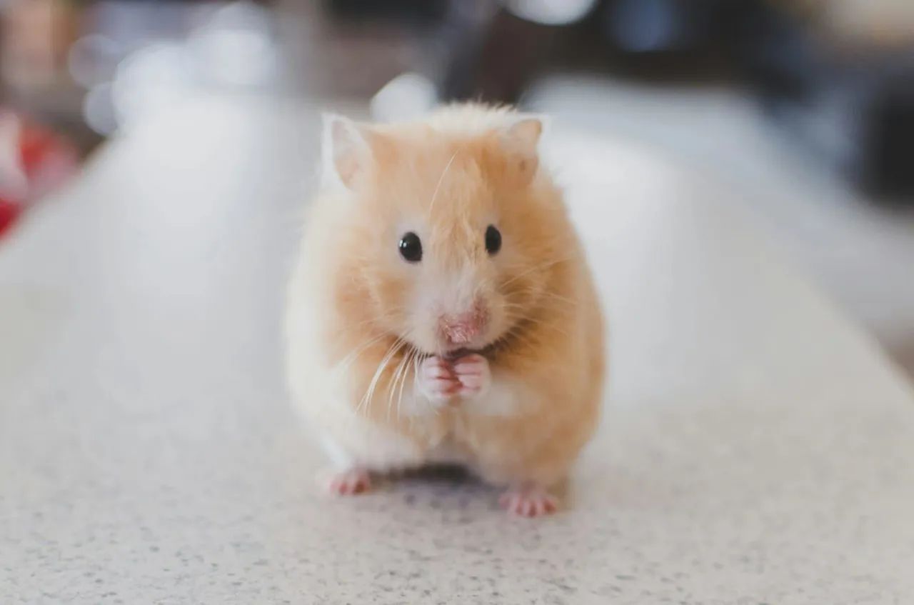 Hamsters 