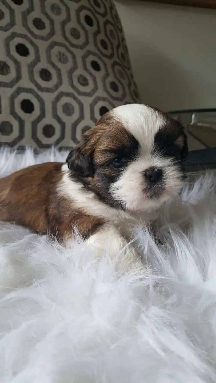 Shih Tzu Um filhote cheio de vida e disposição