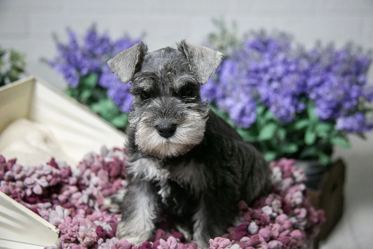 Schnauzer miniatura  - Foto 2