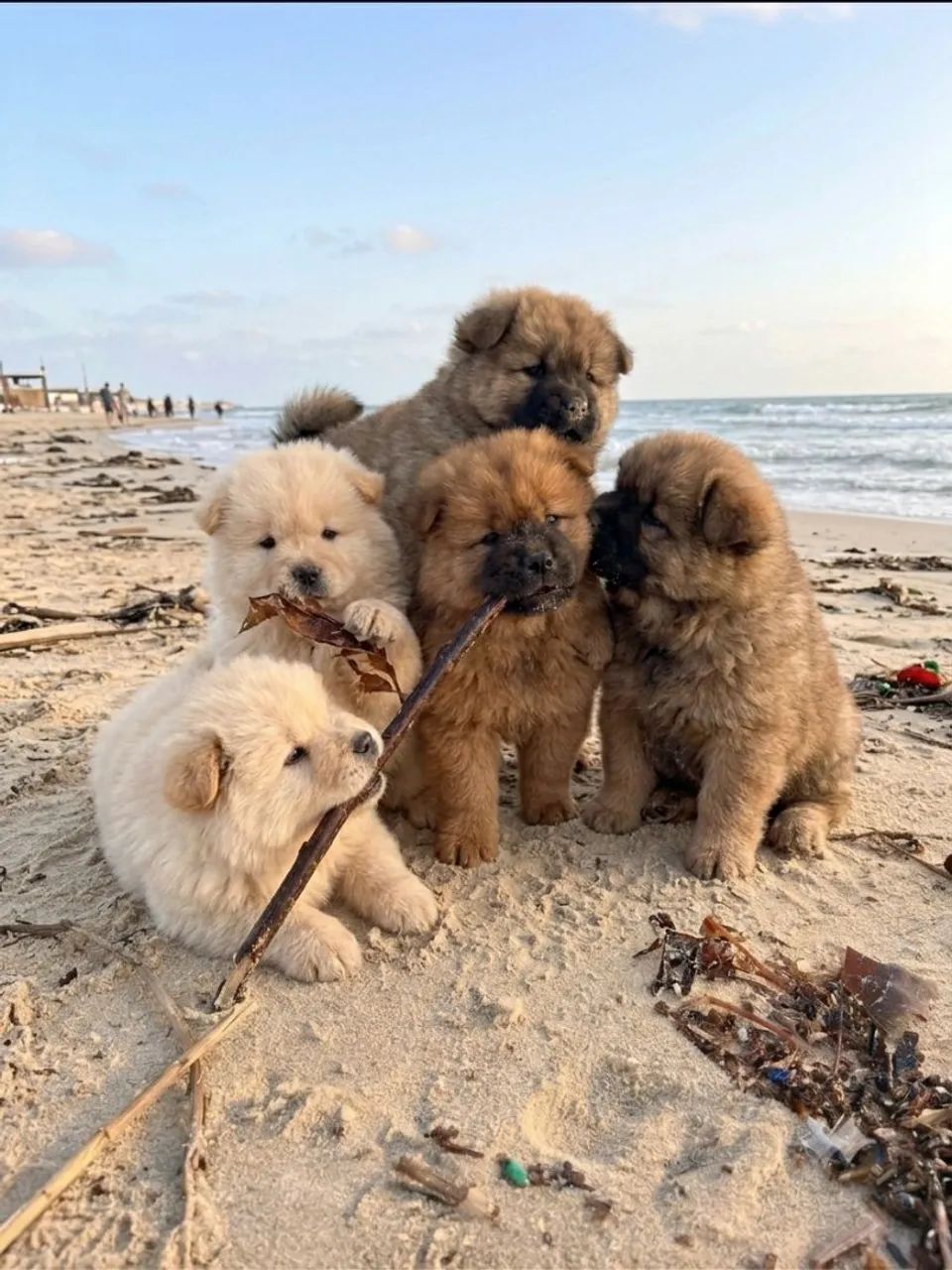 Filhotes de chow chow  - Foto 2