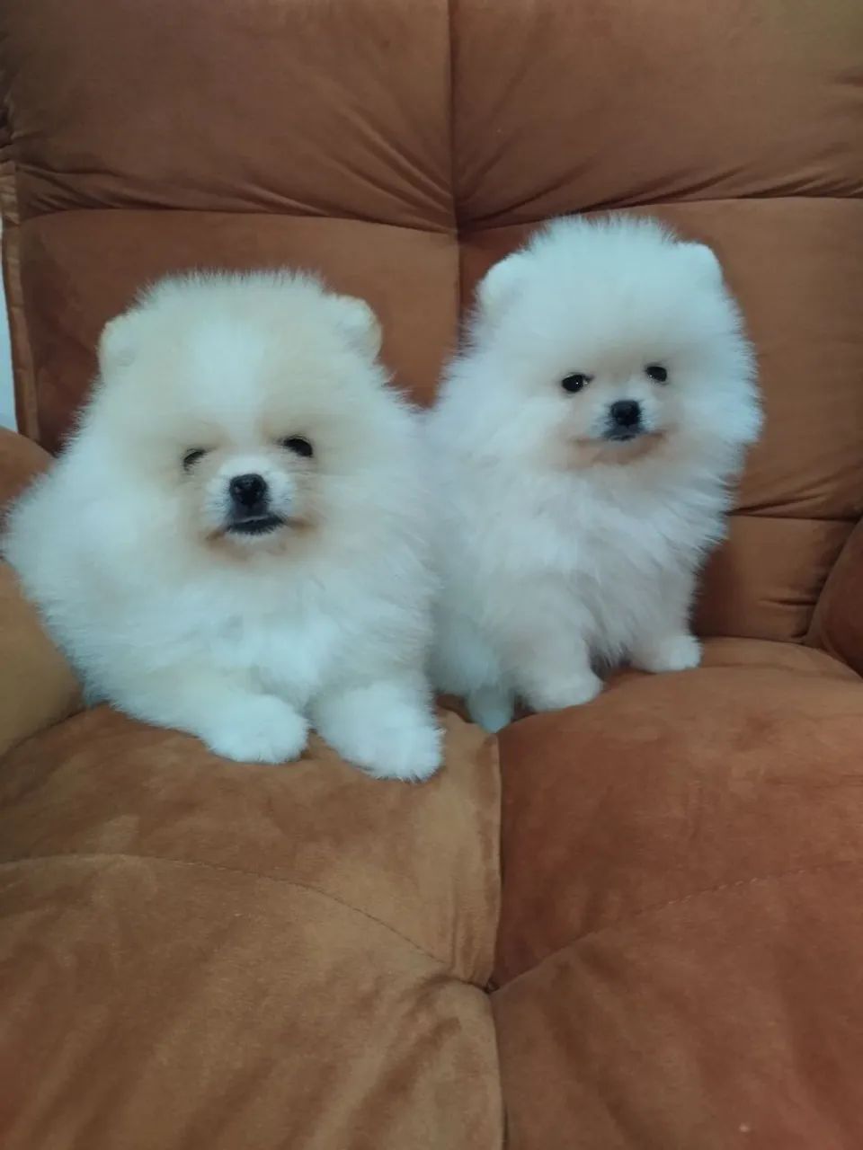 Lulu da Pomerânia anão machos  - Foto 2