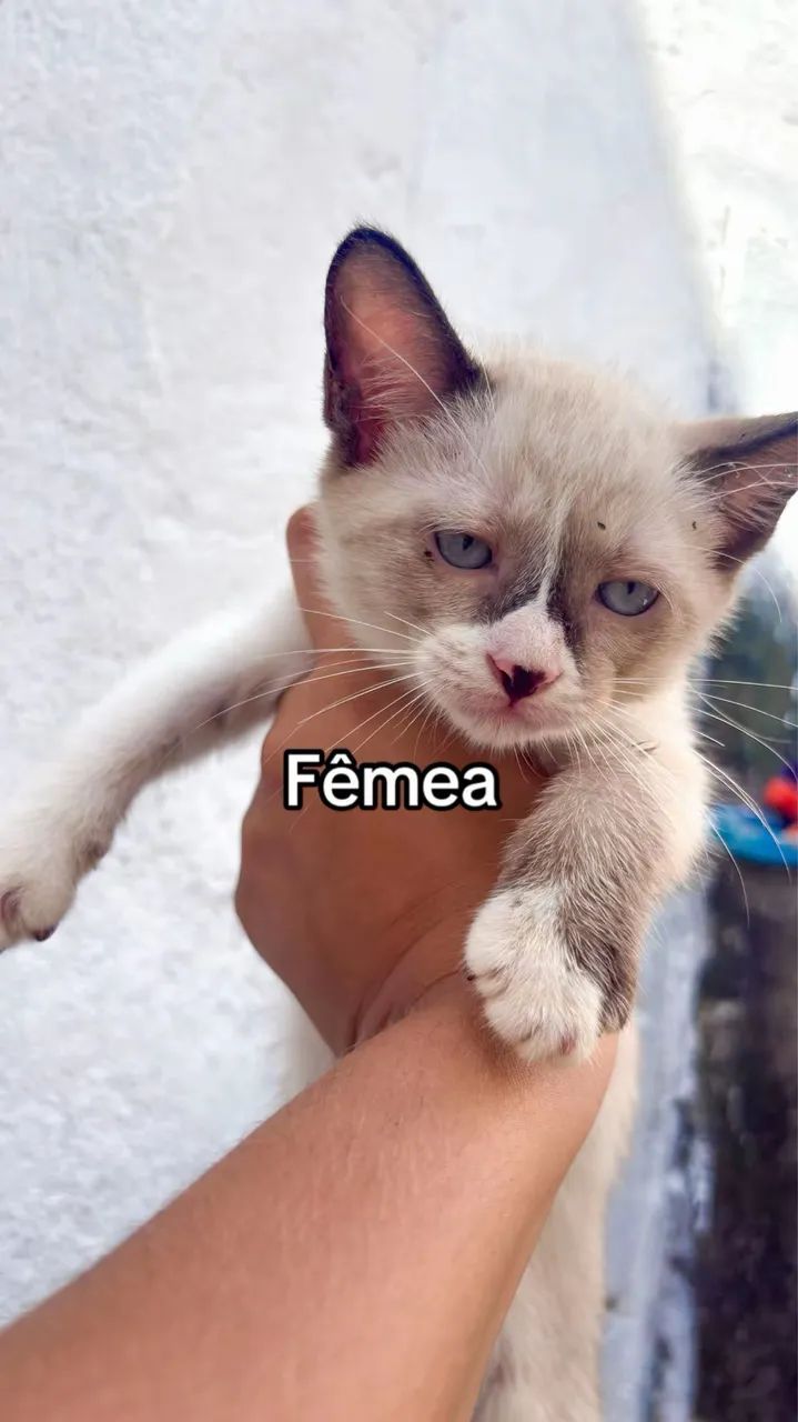 Adoção de gatinhos 