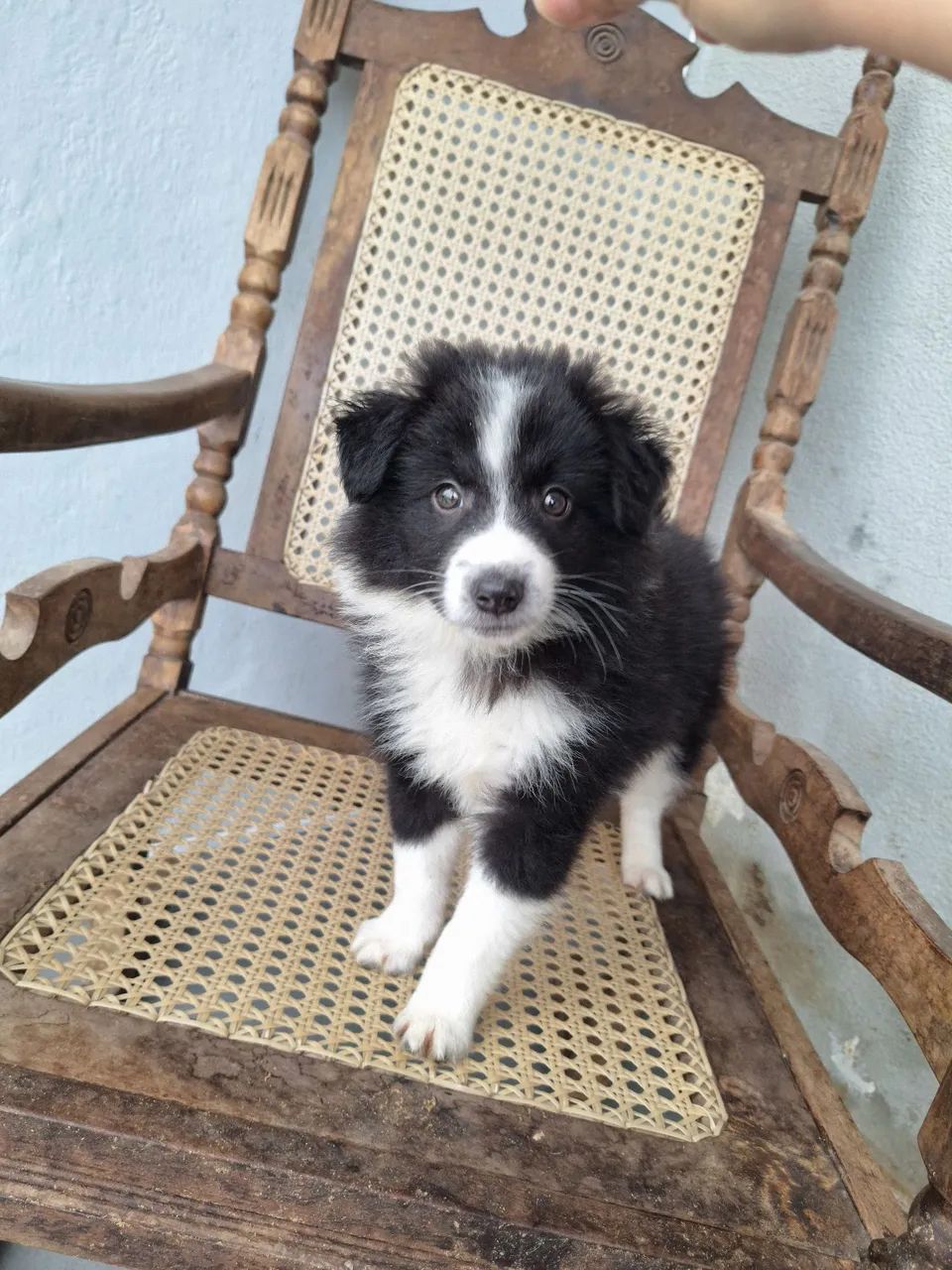Filhotes de Border Collie