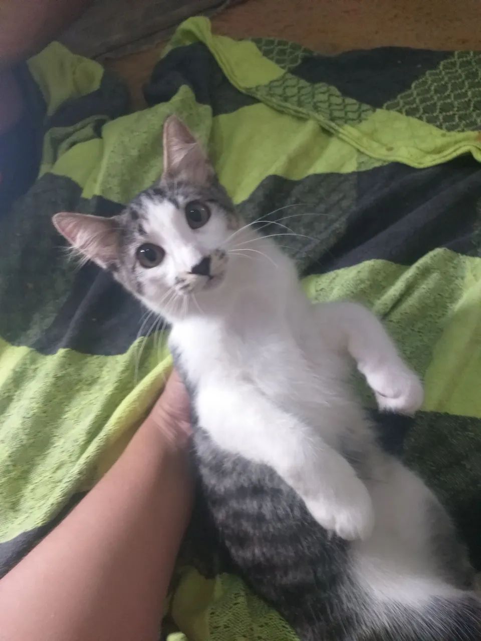 Gatinhas pra doação  - Foto 3