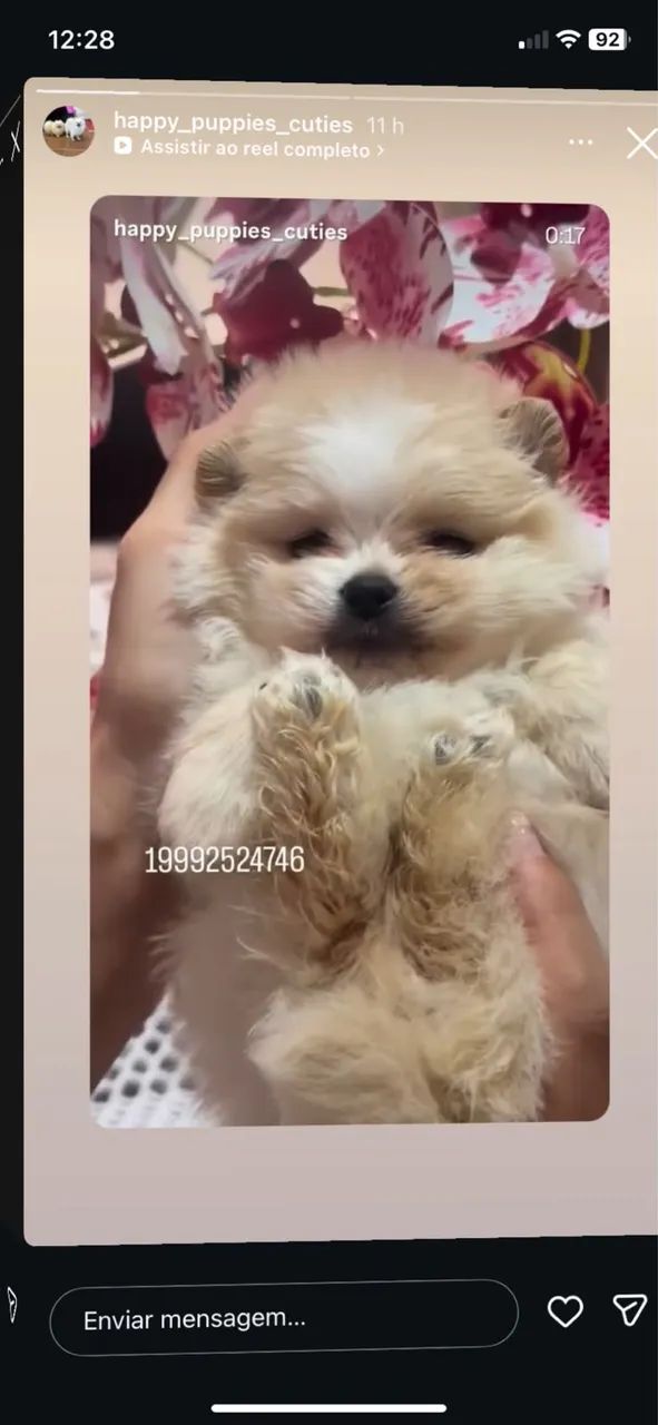 Spitz Alemão 