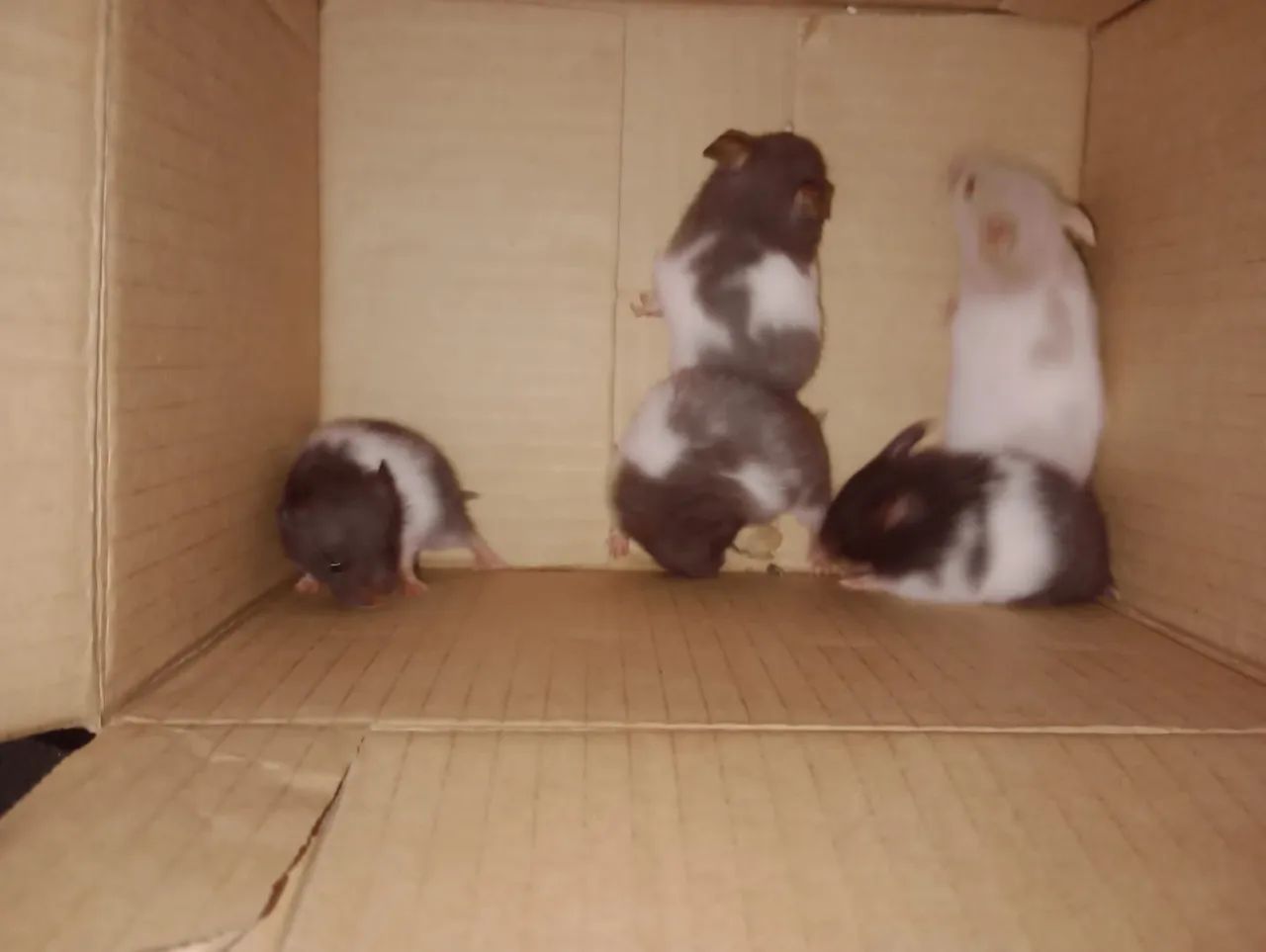 Hamster sírio filhotes - Foto 2
