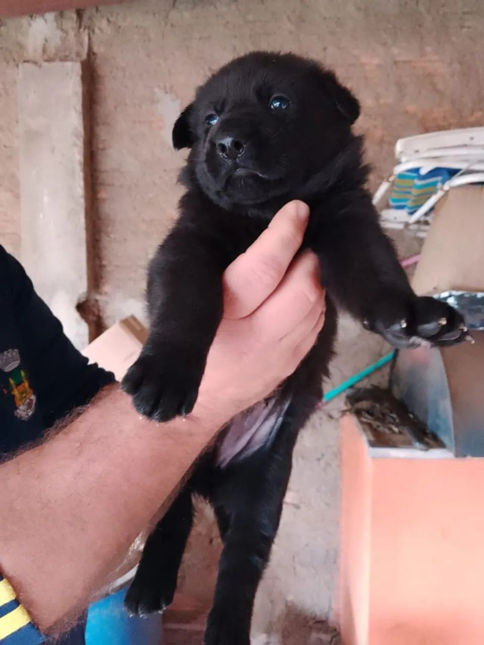 Pastor alemão filhote última preta - Foto 2