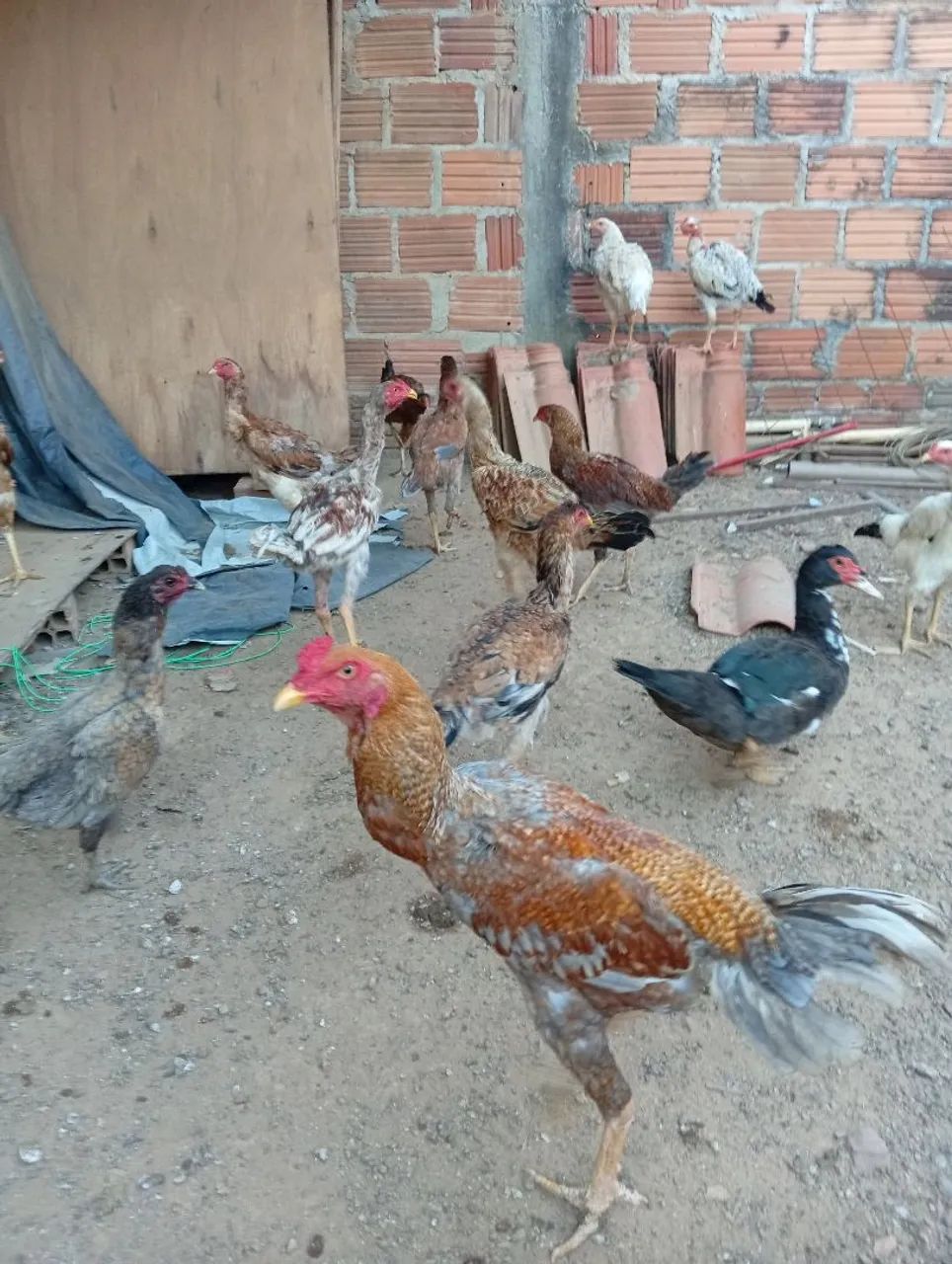 Galinha caipira 