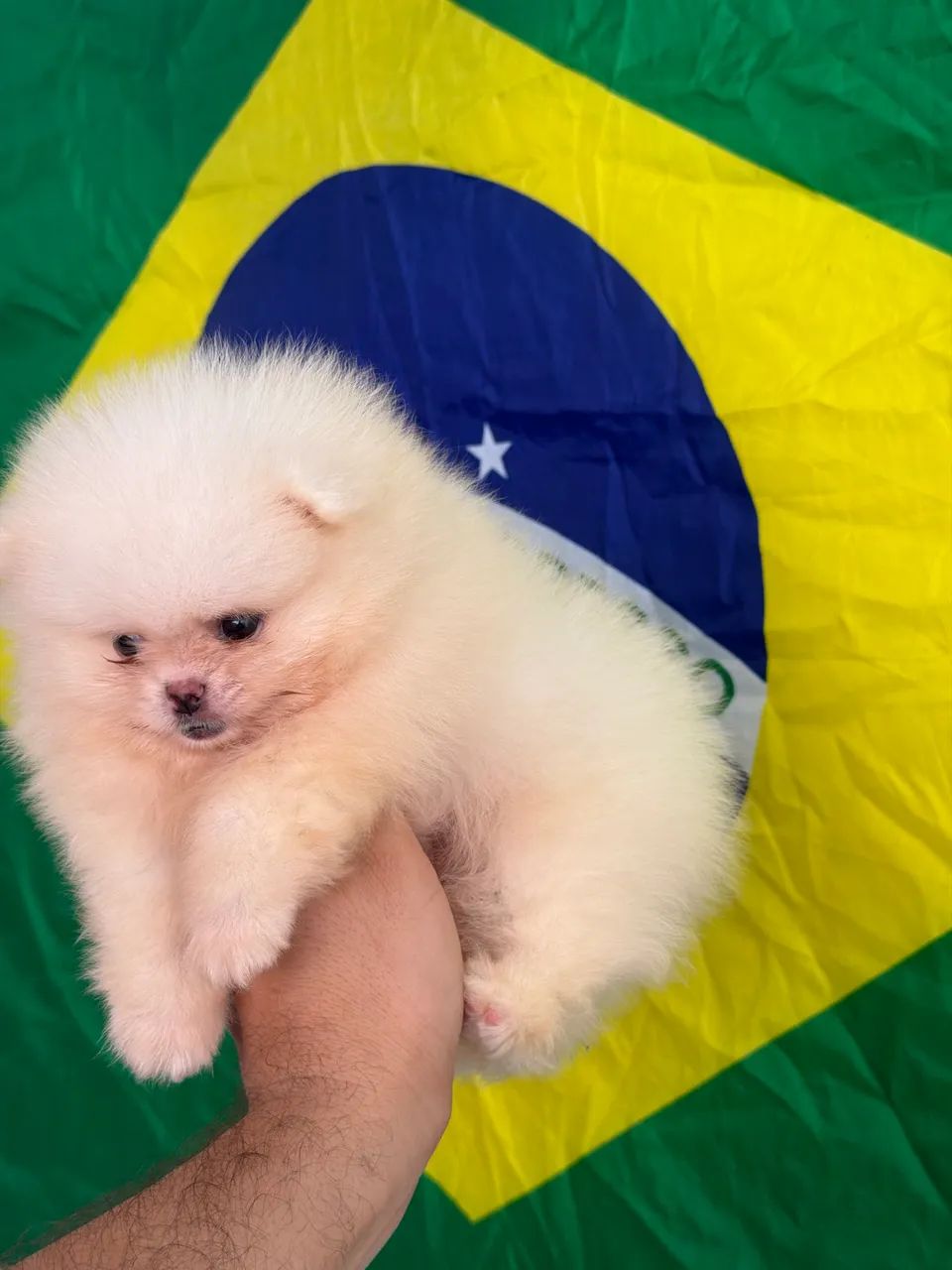 Spitz alemão 