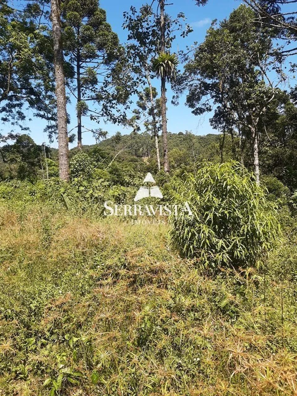 Área para reflorestamento com 57,4 hectares - Foto 3
