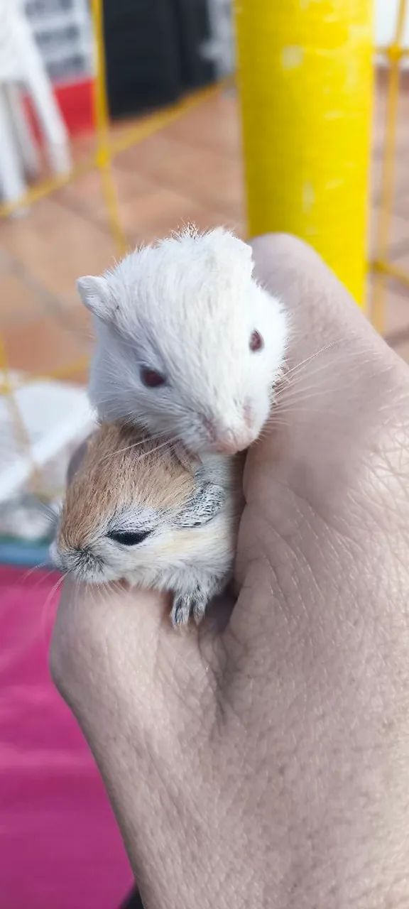 Gerbil Mongólia  - Foto 2