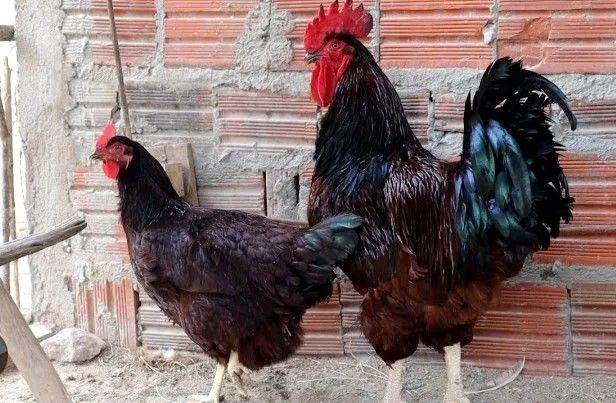 Galinhas