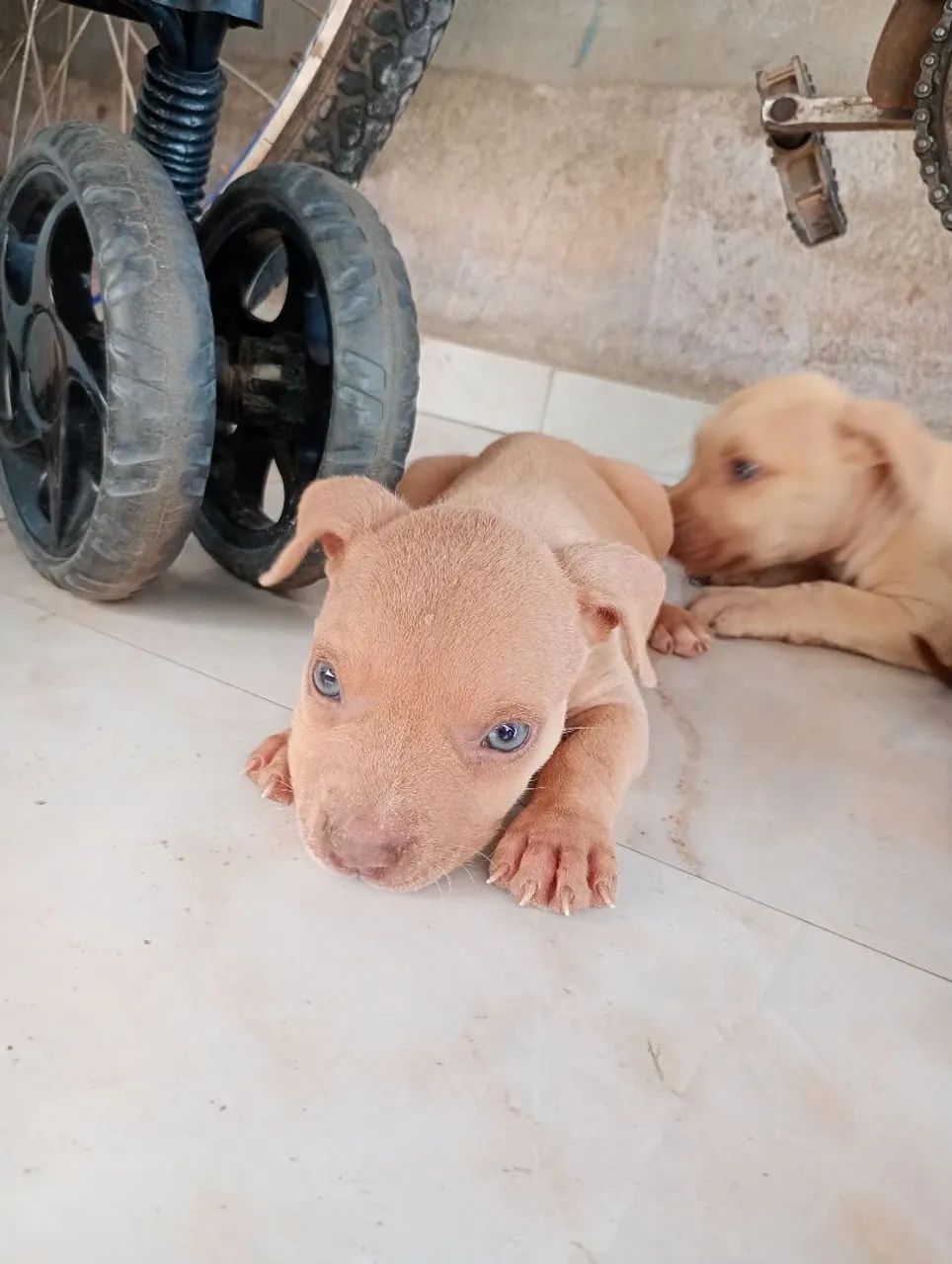 vende-se Pit Bull  - Foto 5