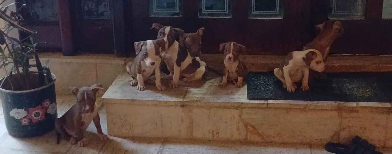 Venda de pitmonster  - Foto 4