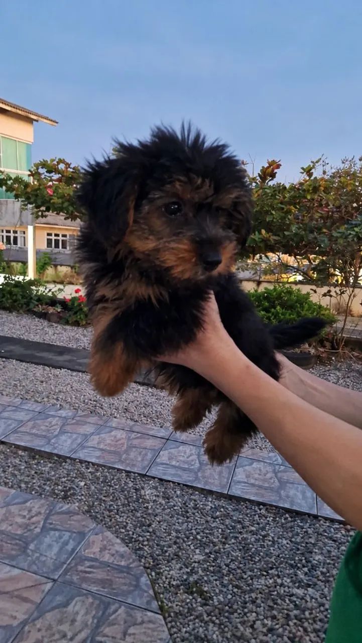 Yorkshire Terrier Macho  - Foto 2