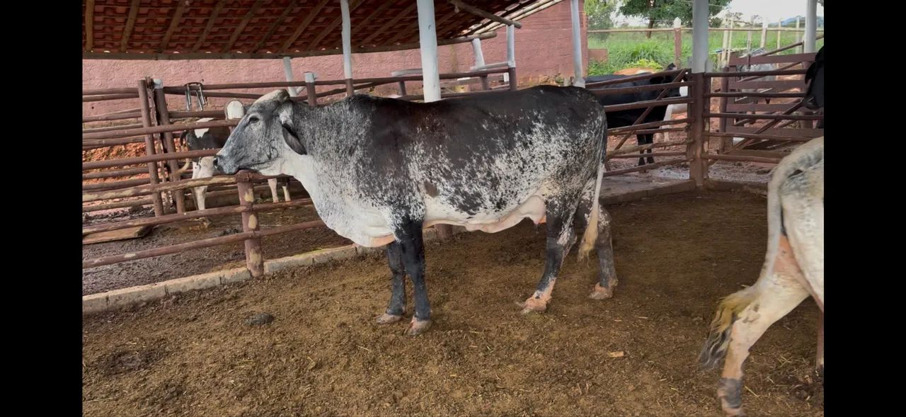 Vacas de leite