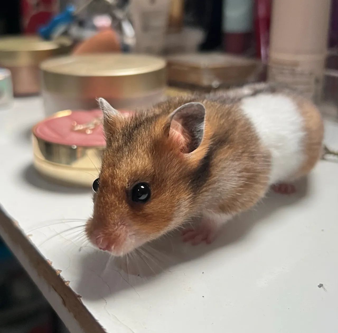 Hamsters sírios  - Foto 2