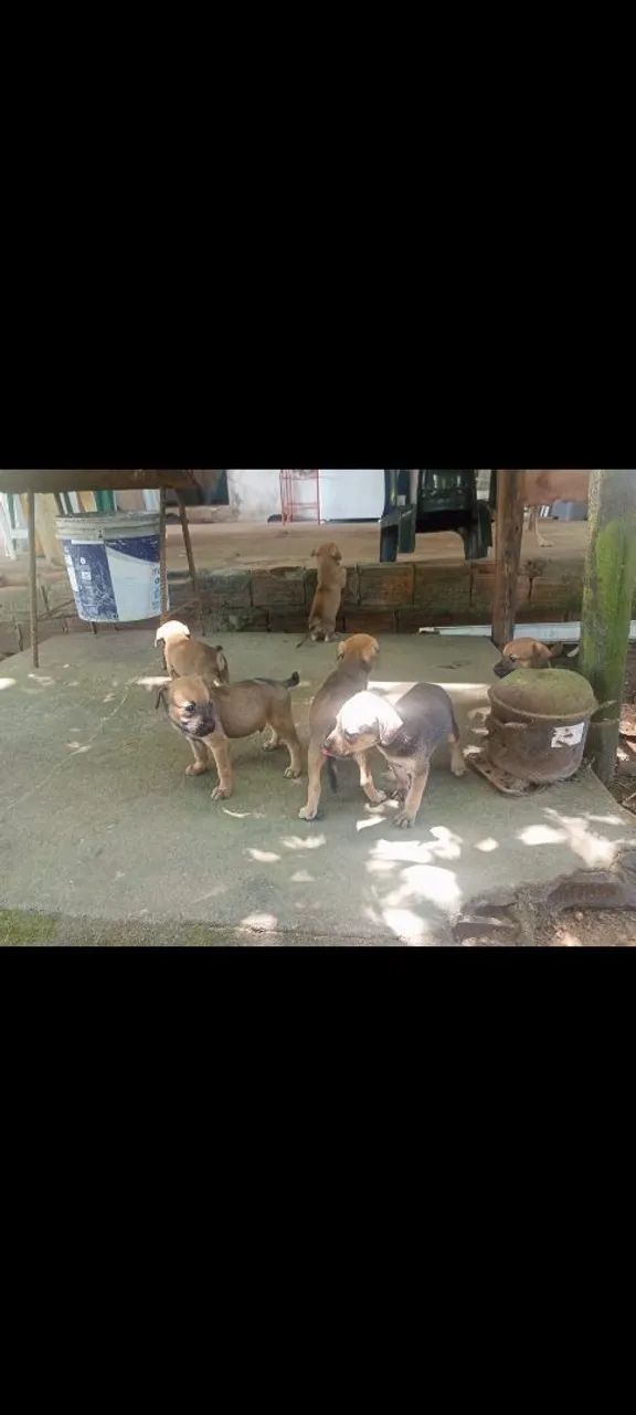 Doguinhos com 1 mês machos  - Foto 2