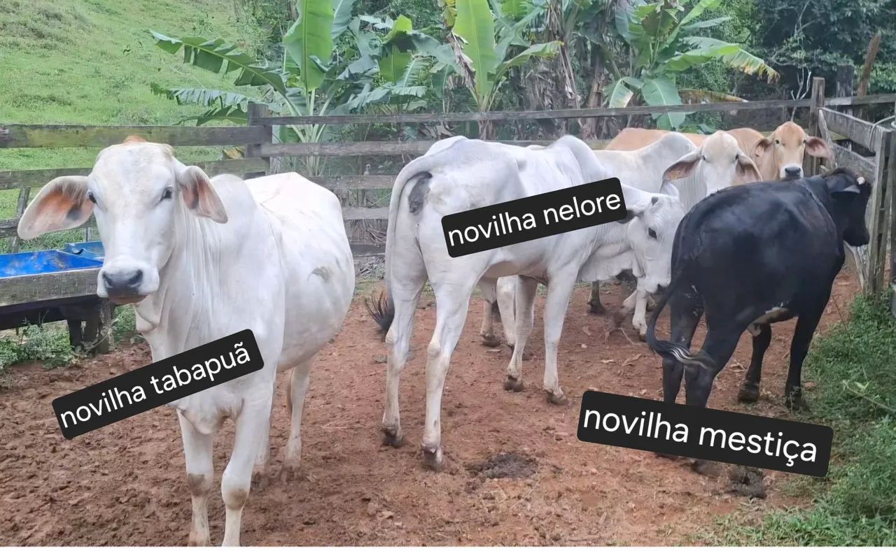 Venda de gado 
