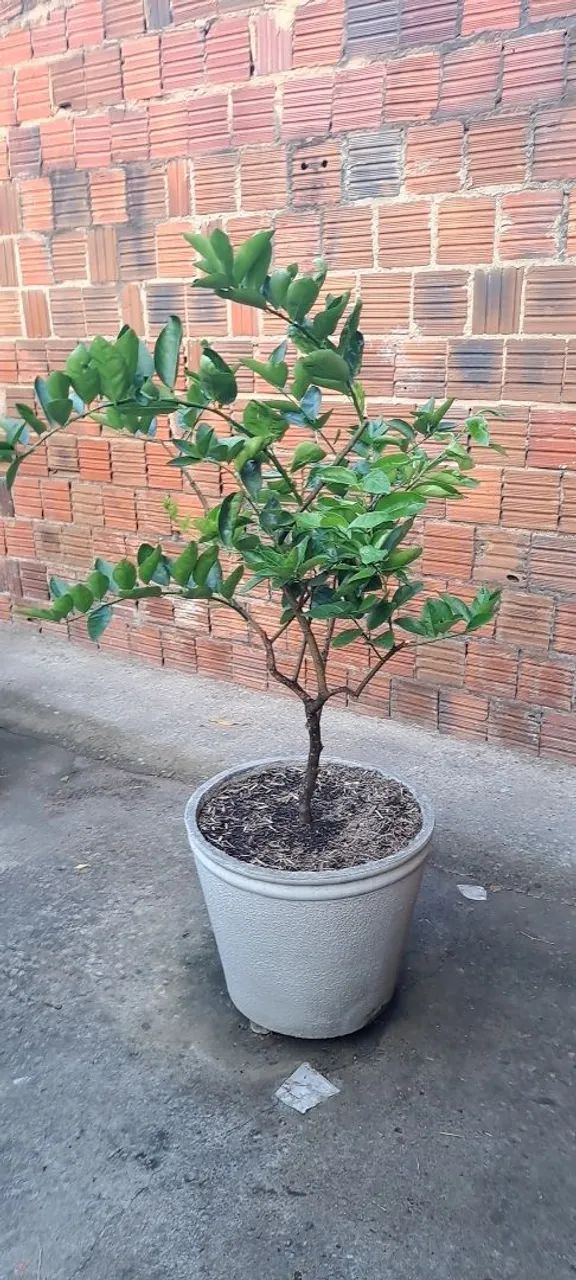 Mudas enxertadas com vaso  - Foto 4