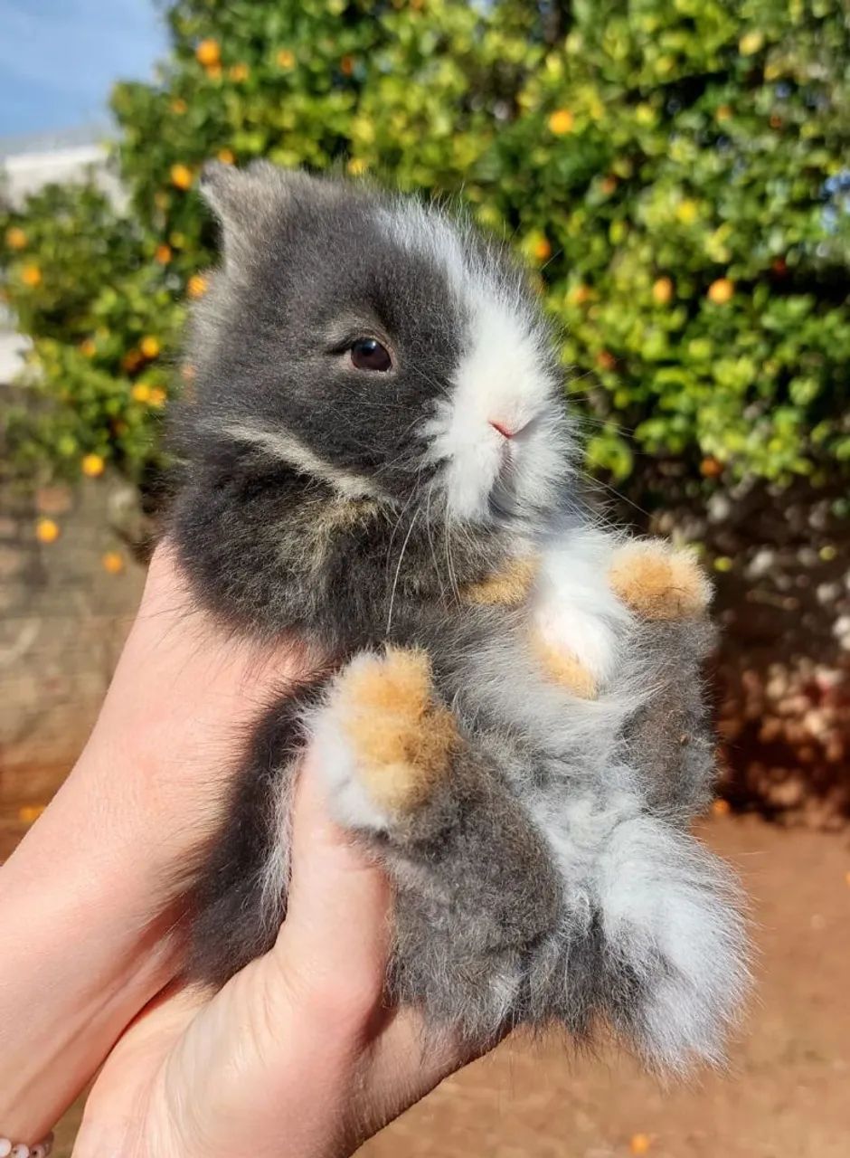 Mini coelho filhotes disponíveis  - Foto 3