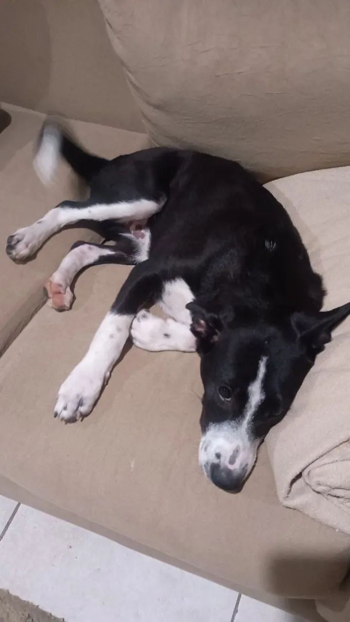 Doação de cães - Foto 3