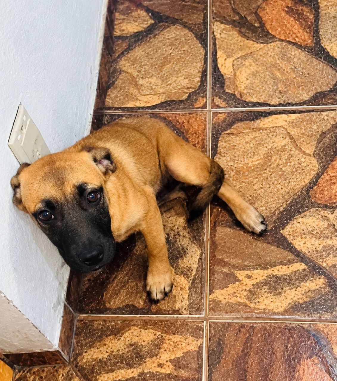 Doação de Cachorrinha - Foto 3