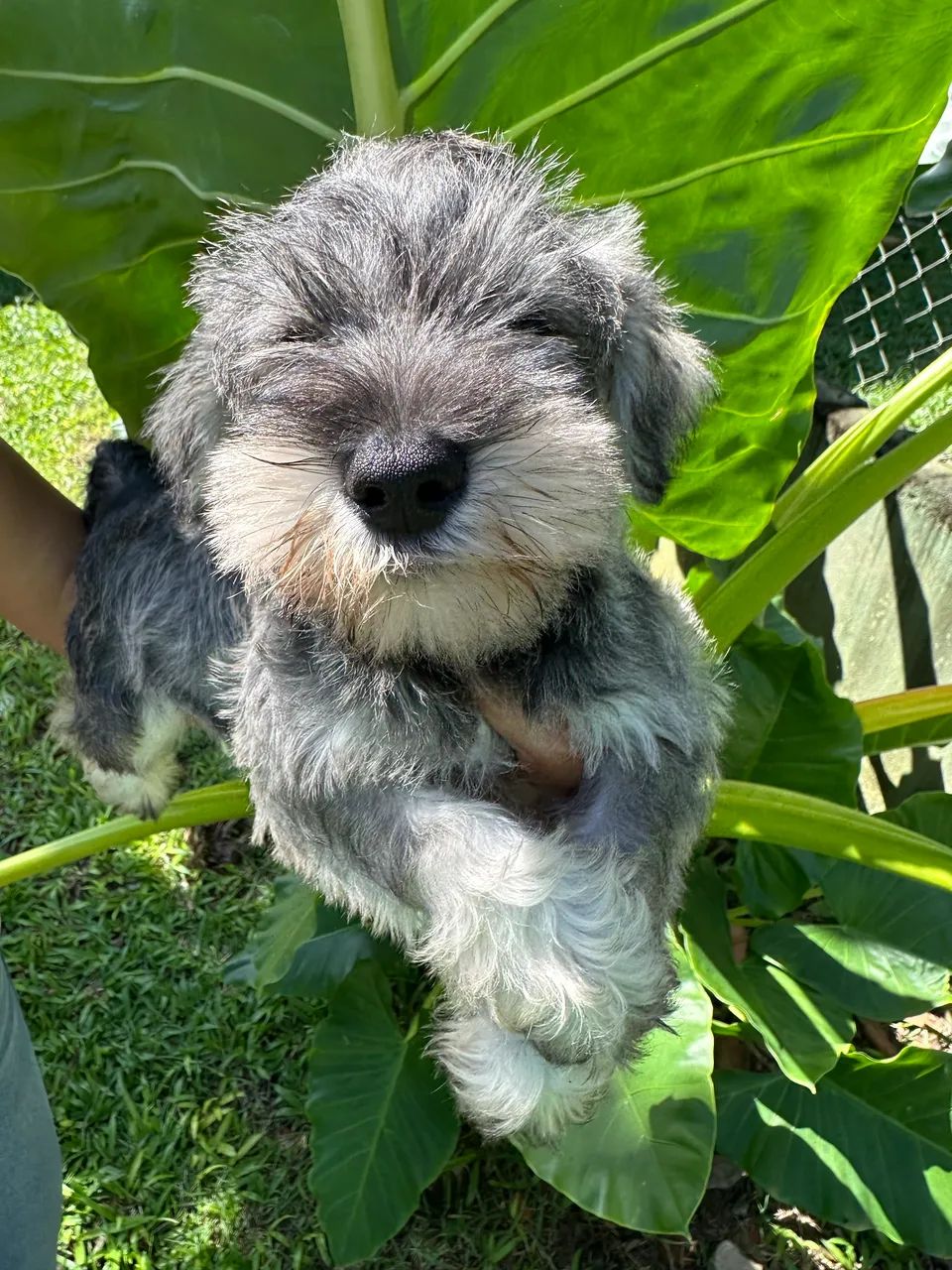 SCHNAUZER COM PEDIGREE - Foto 3