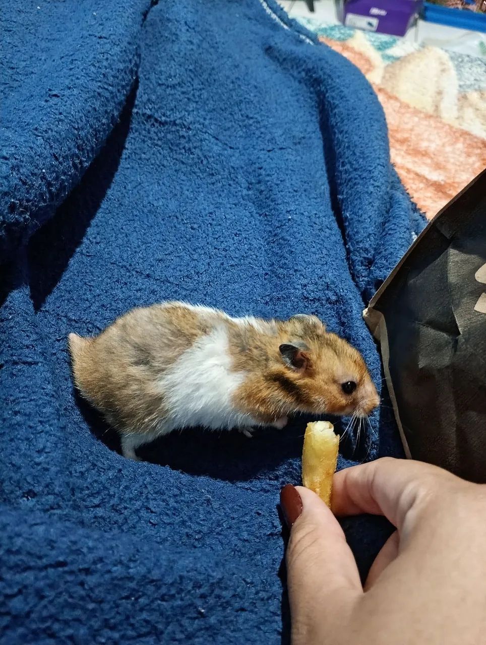 Hamster sírio  - Foto 2