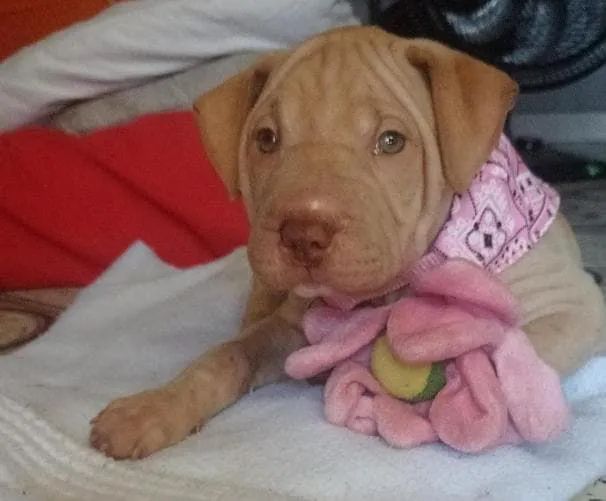 Venda de cachorro  - Foto 4