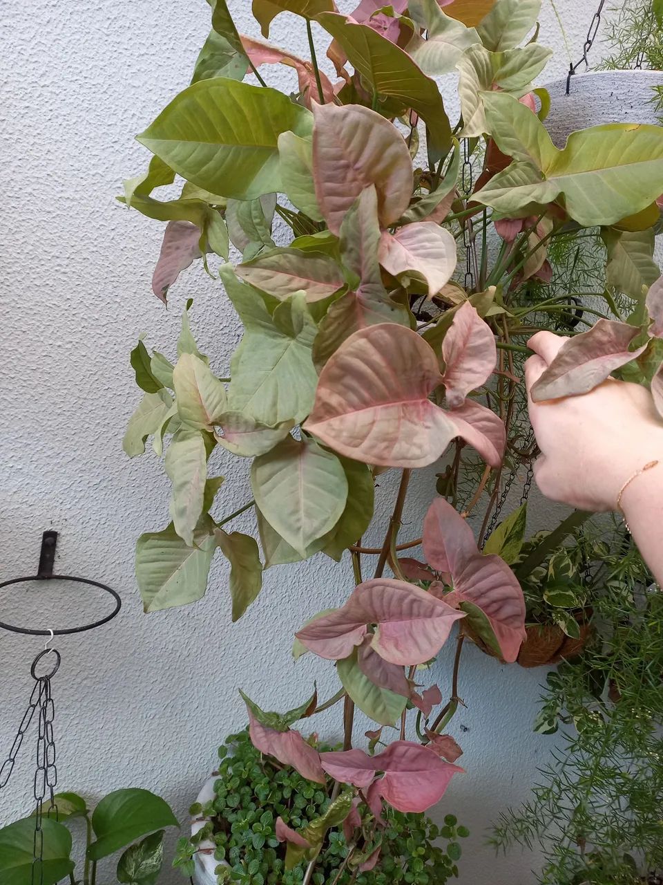 Linda planta natural  - Foto 5