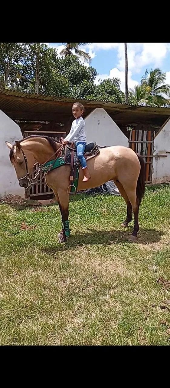 Linda égua QM  - Foto 5