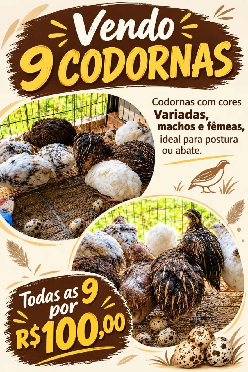 9 Codornas cores Variadas