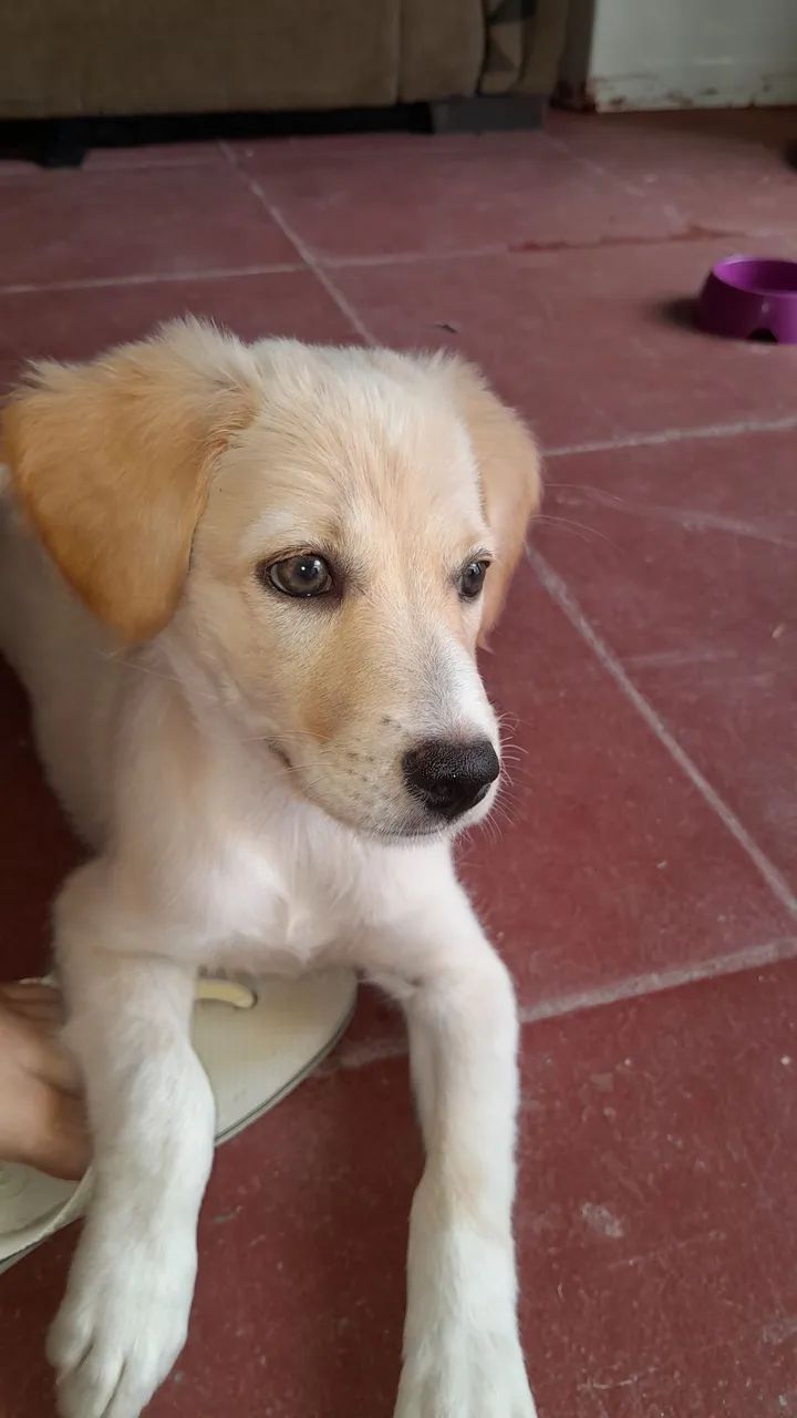 Doa-se cachorrinha