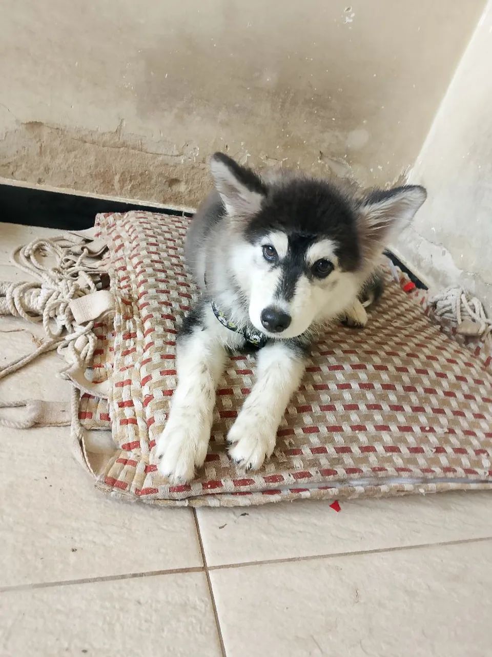 Vende se cachorro husky siberiano filhote 